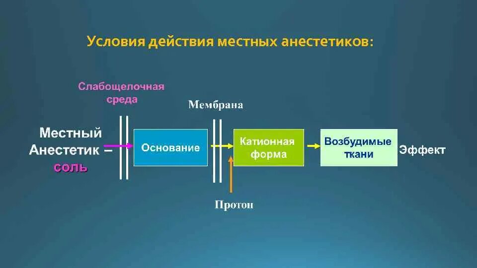 Эффект анестетика. Действие местных анестетиков. Местная анестезия механизм действия. Механизм действия местных анестетиков. Локализация действия местных анестетиков.