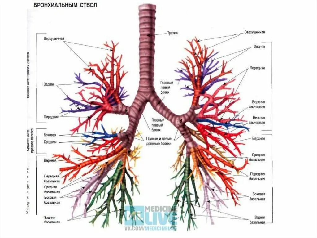 Бронхи и бронхиальное дерево. Бронхи анатомия. Бронхи строение бронхиальное дерево. Структуры образующие бронхиальное дерево.
