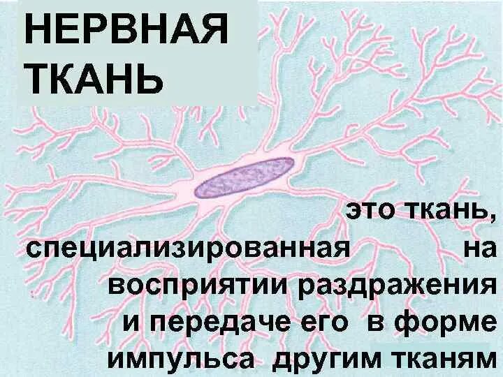 Типы животных имеющих нервную ткань. Нервная ткань. нервная ткань ткань. нервная ткань презентация. нервная ткань это кратко и понятно самое важное.