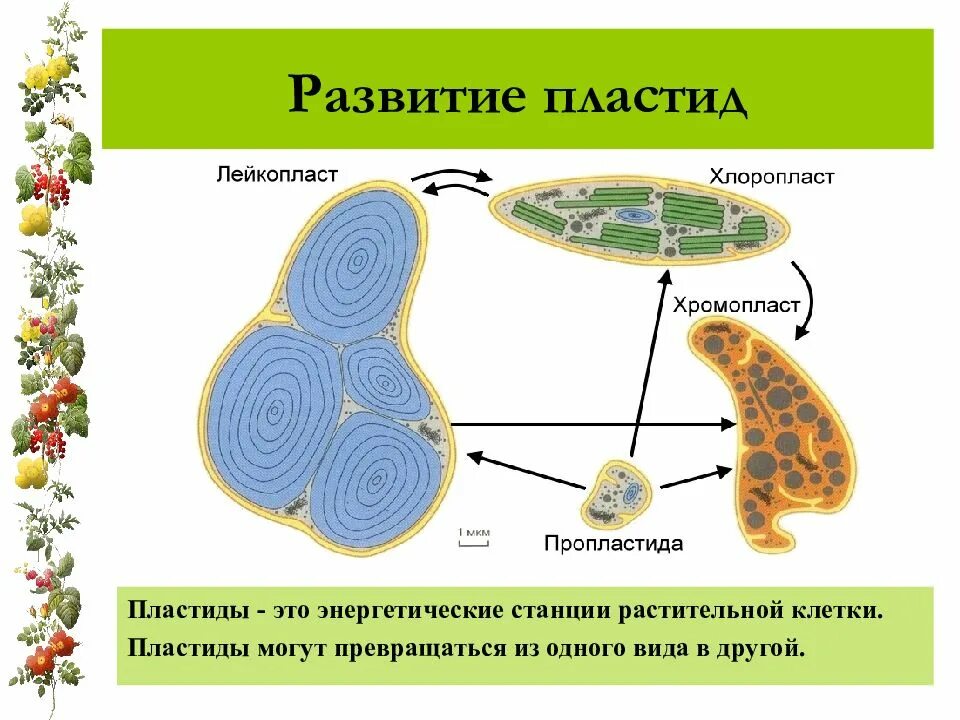 Пластиды встречаются в клетках растительных. Хлоропласты хромопласты пропластиды. хлоропласты хромопласты лейкопласты. пластиды лейкопласты. пластиды в клетках растений.