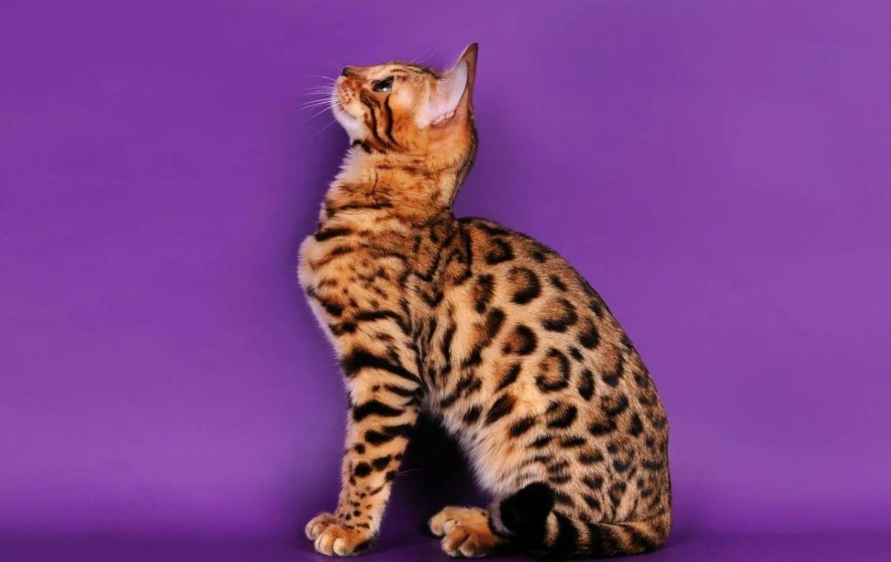 Кошка с пятнами как у леопарда. Бенгальская кошка. кошки бенгальской породы. кошка пятнистая бенгальская. кошка леопард порода.