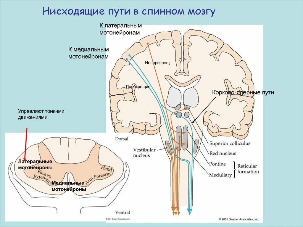 Все проходит через мозг. Нисходящие двигательные пути спинного мозга. Нисходящие пути головного мозга пирамидный путь. Нисходящие пути спинного мозга схема. Восходящие афферентные пути спинного мозга.