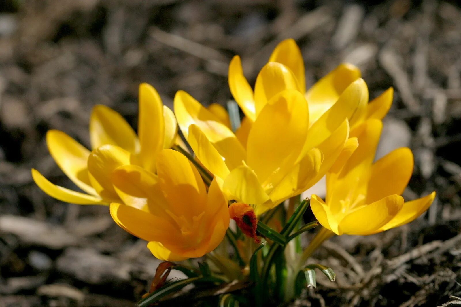 Ранние желтые цветы весной названия. Крокус Шафран желтый. Пролески желтые. Желтые первоцветы крокусы. Пролеска желтая.