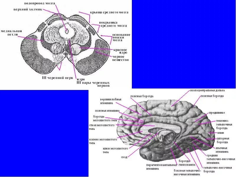 Средний мозг желудочек