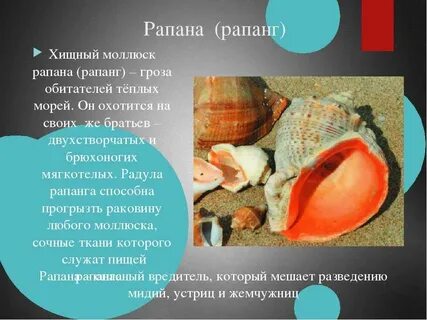 Значение раковины в жизни моллюсков