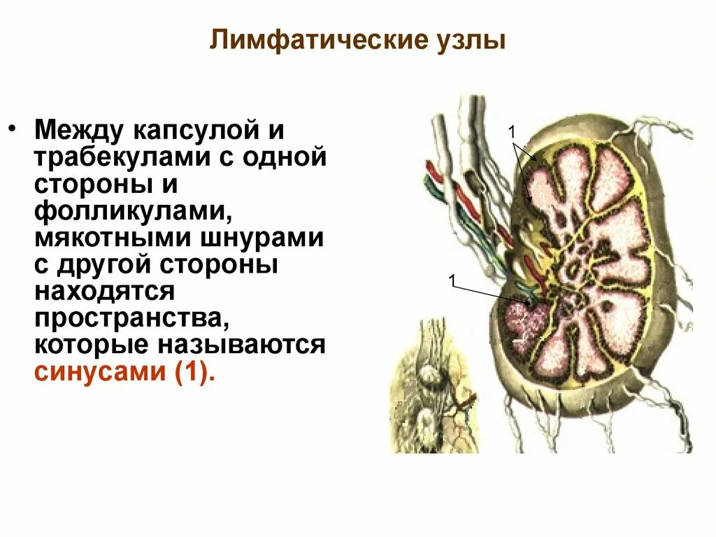 Корень лимфатического узла. Краевой синус лимфатического узла. Лимфатические узлы строение мякотный шнур. Лимфатические синусы лимфатического узла. Трабекулы лимфатического узла.