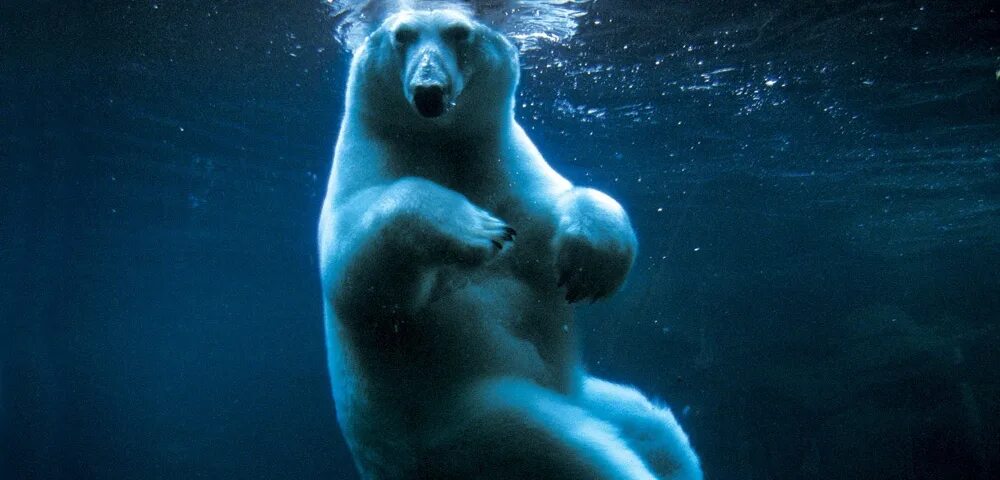Can bears swim