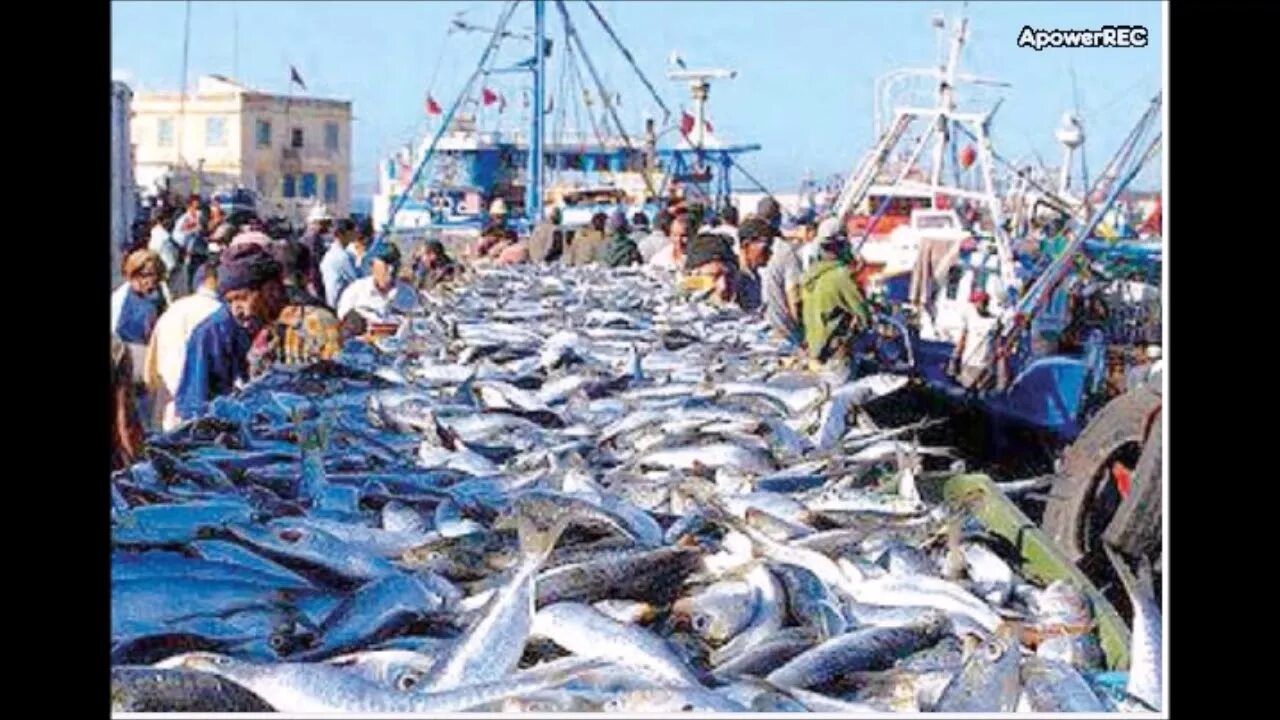 Рыболовство. Марокко рыболовство. Марокко рыба. Экспорт рыбы. Британия рыболовство