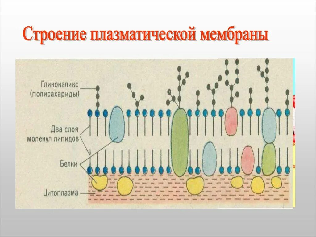 Строение цитоплазматической мембраны прокариот. Цитоплазматическая мембрана прокариотической клетки. Структура цитоплазматической мембраны прокариот. Строение плазматической мембраны.