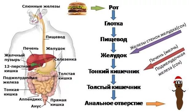 Порядок прохождения пищи через пищеварительную систему. Путь еды в организме человека схема. схема процесса пищеварения. последовательность попадания пищи в организм. схема процесса попадания пищи в желудок.