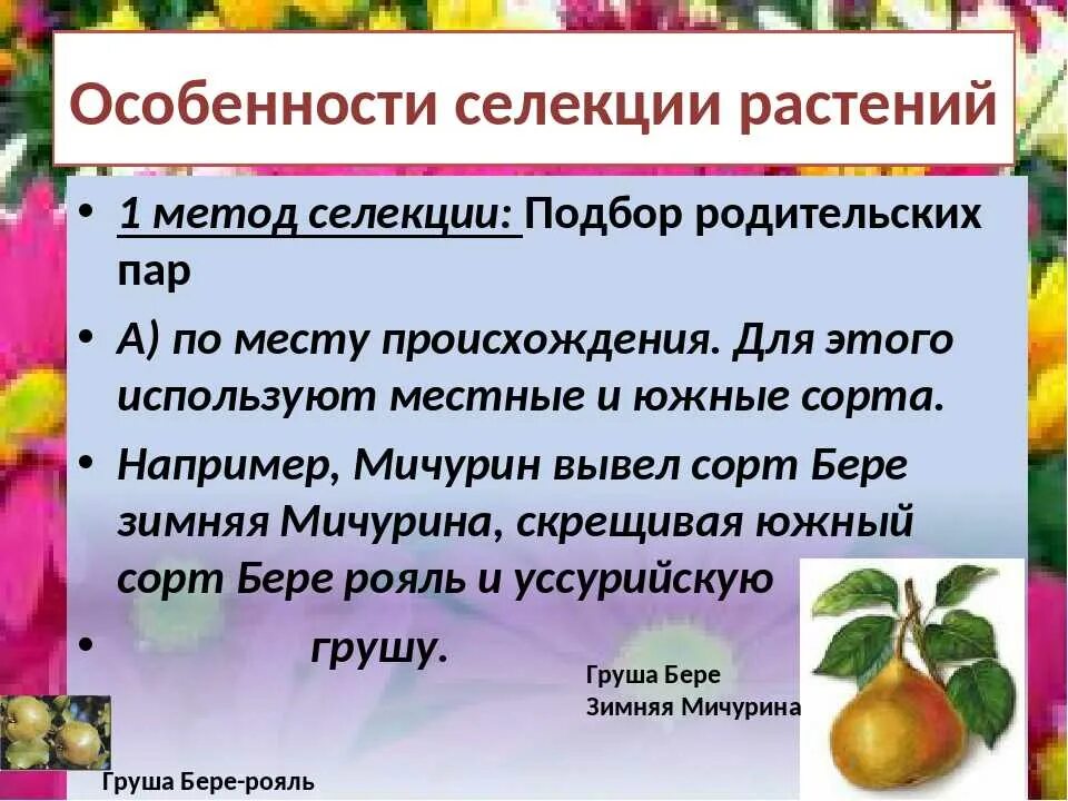 Методы селекции растений. Мичурин метод ментора в селекции. Мичурин методы селекции. Методы селекции мичурина. Метод ментора в селекции растений.