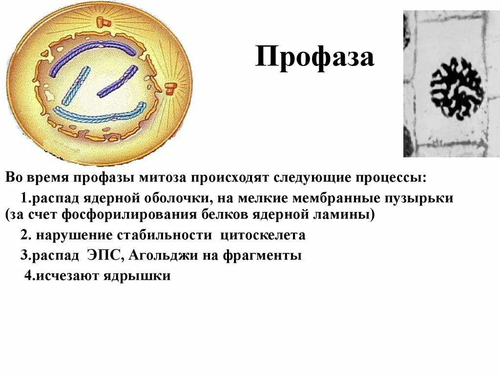 Митоз и его значение. Основные процессы профазы митоза. циклы клетки профаза. профаза строение. ранняя профаза.