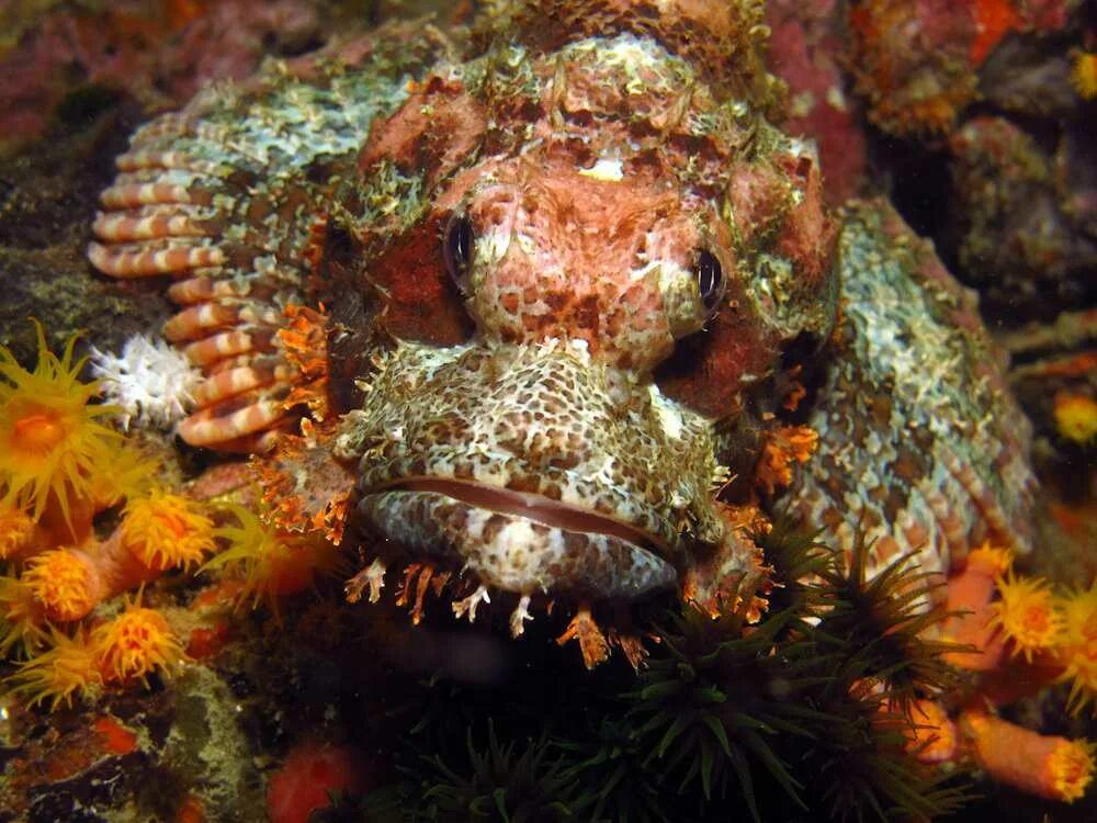 Золотистая скорпена. Скорпена рыба черного моря. Самая ядовитая рыба. Опасные рыбы океана. Морской ерш скорпена.