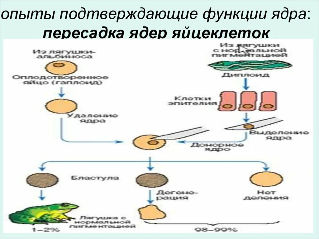 Метод пересадки ядер. Метод пересадки ядер схема. Эксперимент пересадки ядер. Пересадка ядер яйцеклеток опыт. Опыт с пересадкой ядер.