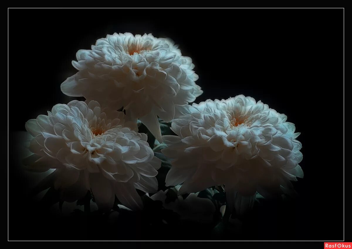 хризантема пионовидная белая. хризантема афродита. хризантема помпонная желтая. хризантемы ночью. хризантема белая ночь.