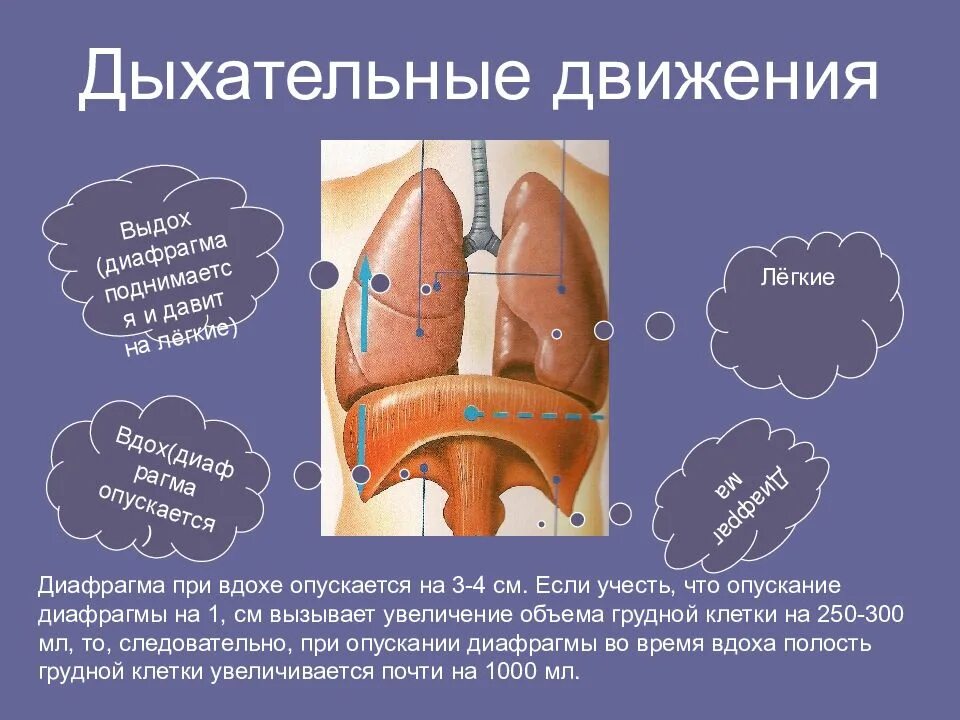 Дыхательные движения. Дыхательные движения вдох. Легкие при вдохе. Дыхательные движения легкие выдох.