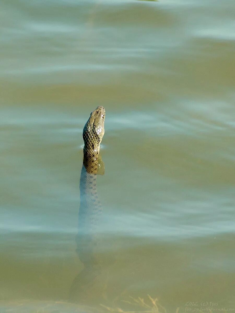 Гадюки плавают. Водяной уж и гадюка. Водяной уж бычколов. Озерная гадюка. Змея гадюка Речная.