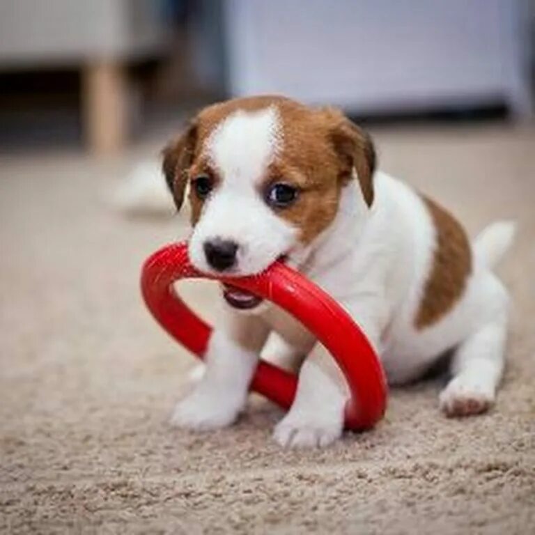 деккрасол терьер щенок. щенки джек. джек рассел щенок. собачка джек рассел терьер. джек рассел щенок.