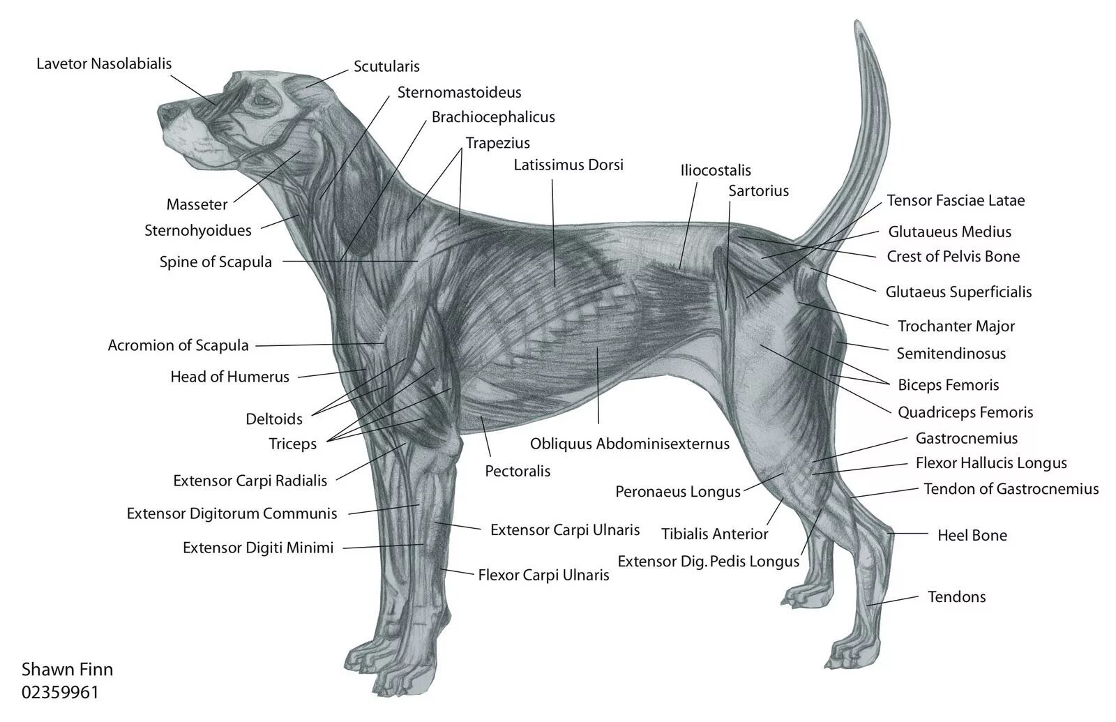 Мышечная система собаки строение. Мышцы туловища собаки анатомия. Строение собаки скелет мышцы. Анатомия собаки мышечная система. Мускулатура млекопитающих