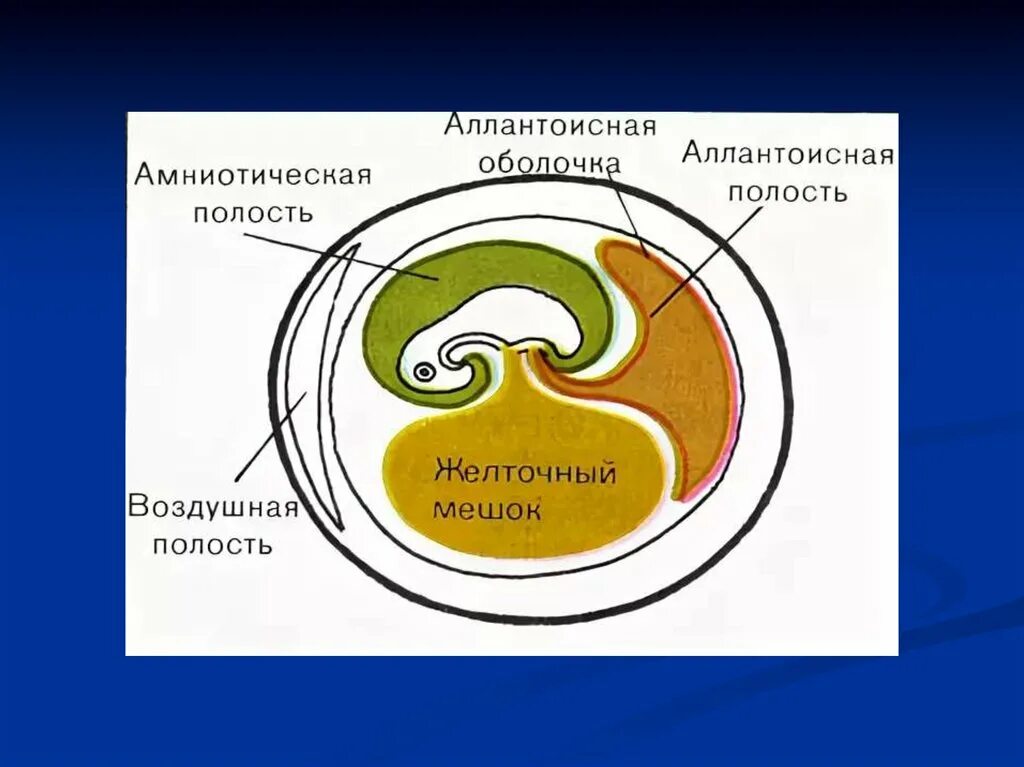 Строение яйца птицы аллантоис. Амнион и аллантоис. Амниотическая оболочка зародыша. Зародышевые оболочки амниот.