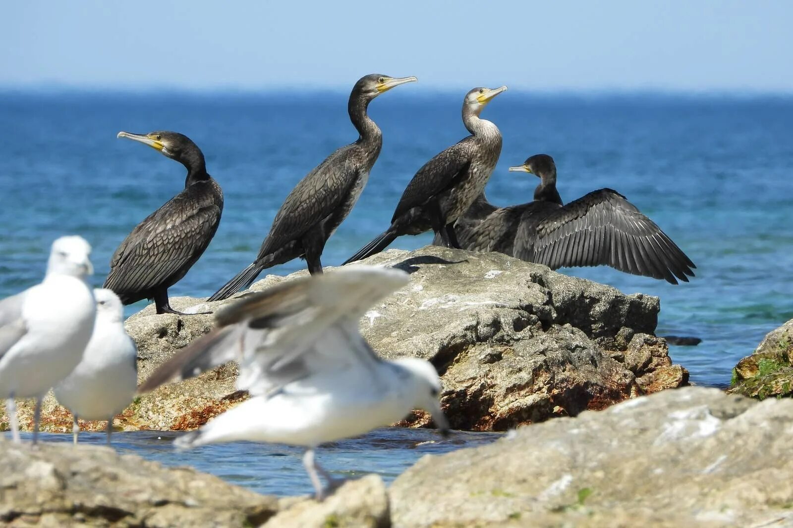 Большой Баклан Phalacrocorax Carbo. Чайка Баклан Альбатрос. Северная Чайка Баклан. Баклан белый.