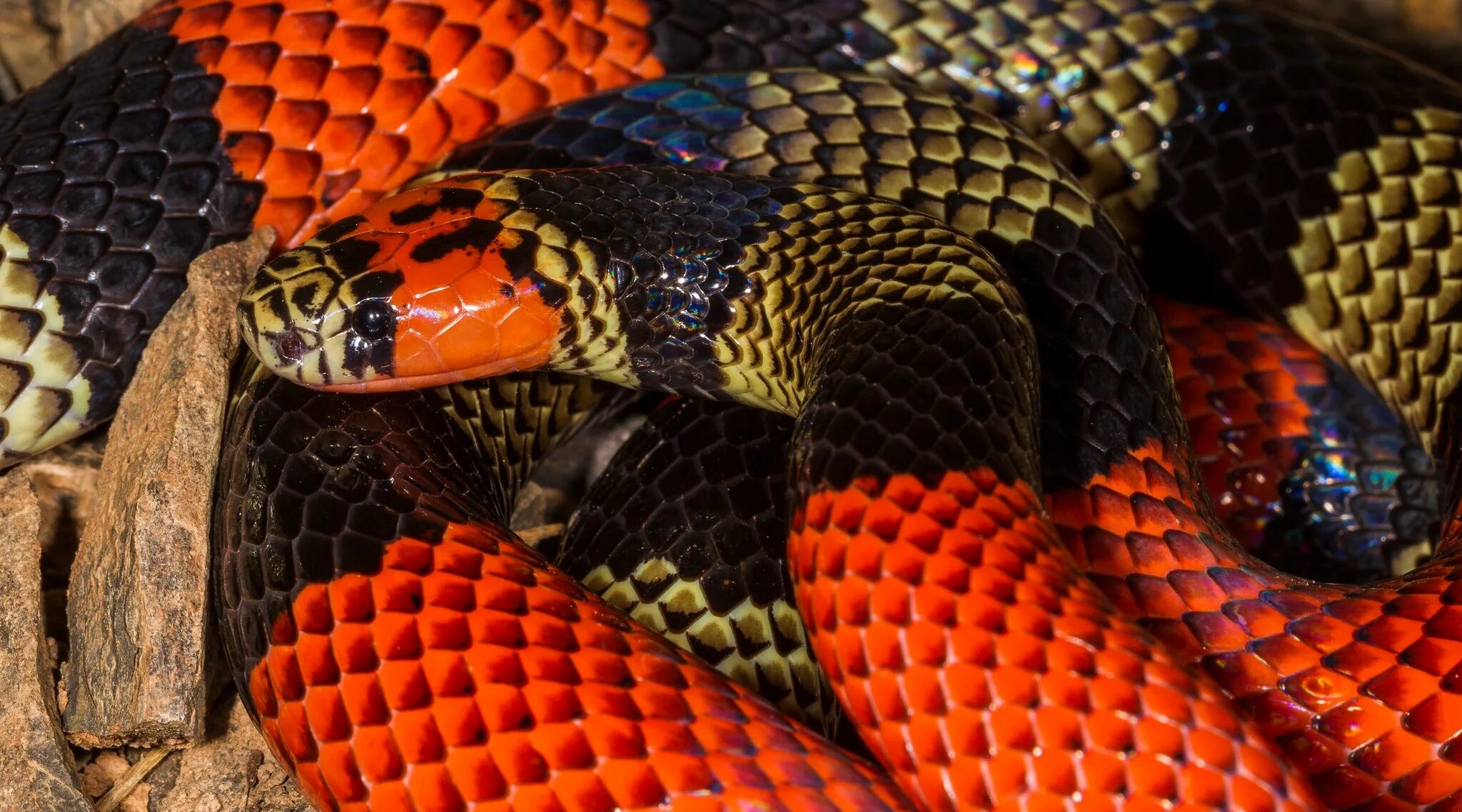 кольчатый коралловый аспид. аспид это. змея коралловый аспид ядовитая. арлекиновый коралловый аспид. аспид это.