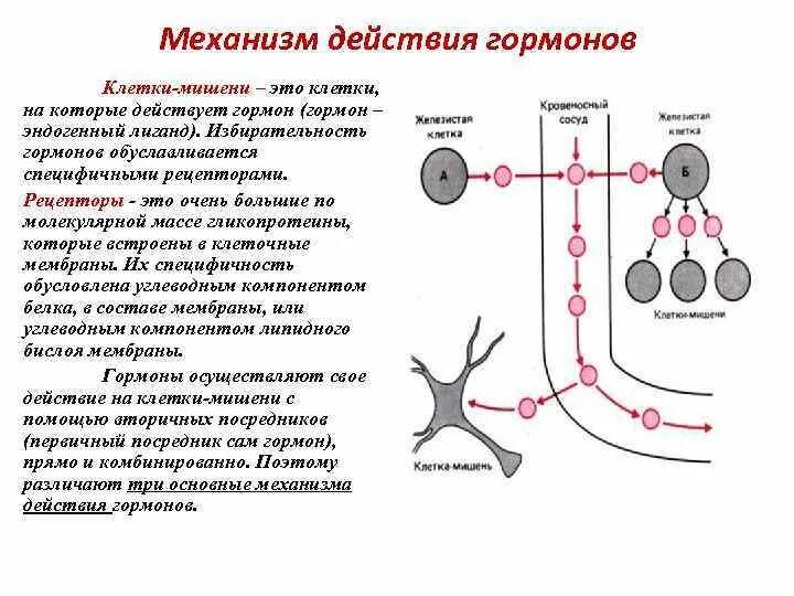 Гормонов в первую очередь. Каковы механизмы действия гормонов?. Мембранный Тип действия гормонов схема. Мембранный механизм действия гормонов схема. Механизм влияния гормонов на клетки мишени.