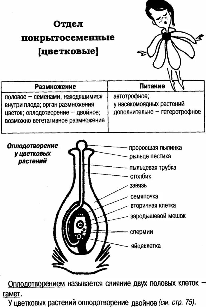 Половое размножение покрытосеменных растений схема. Размножение покрытосеменных схема. Размножение покрытосеменных схема ЕГЭ. Размножение покрытосеменных растений ЕГЭ.