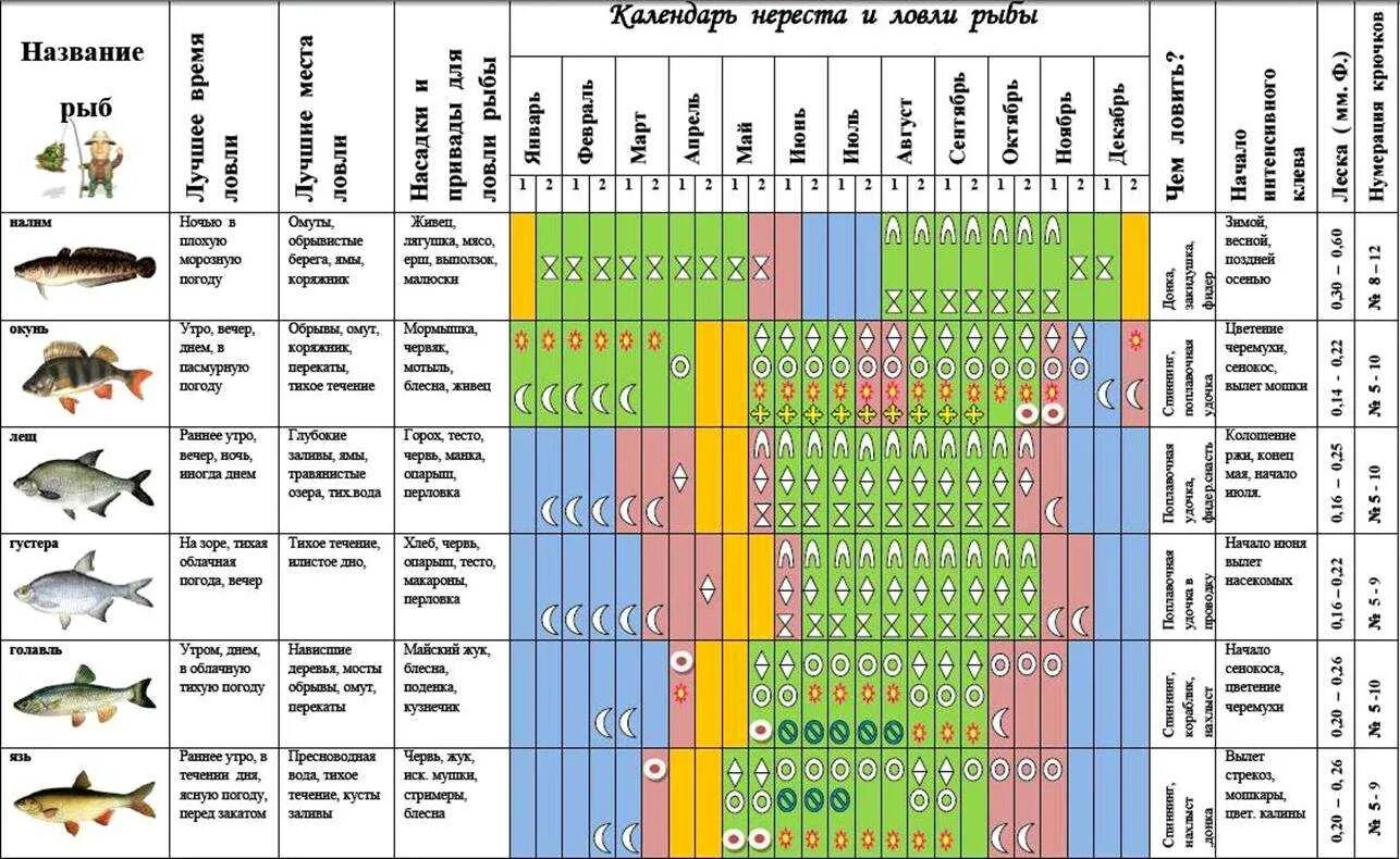Сколько можно ловить рыбы. Рыбный календарь на 2022 клева рыбы. Таблица клева окуня. Лунный календарь клёва рыбы на 2022. Лунный календарь рыболова на 2022.