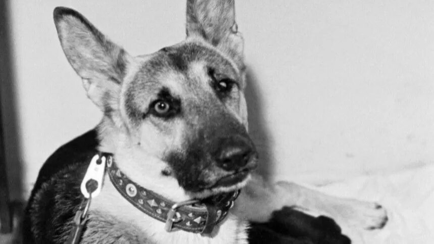 Пальма собака. Собака на взлетной полосе. Пальма собака. Овчарка в аэропорту. Фильм про собаку 2021 пальма.