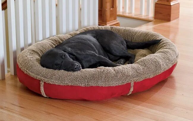 Собачья кровать для человека. Лежанки для крупных собак. Лежанка для собак крупных пород. Лежаки для очень крупных собак. Большая собака на кровати.