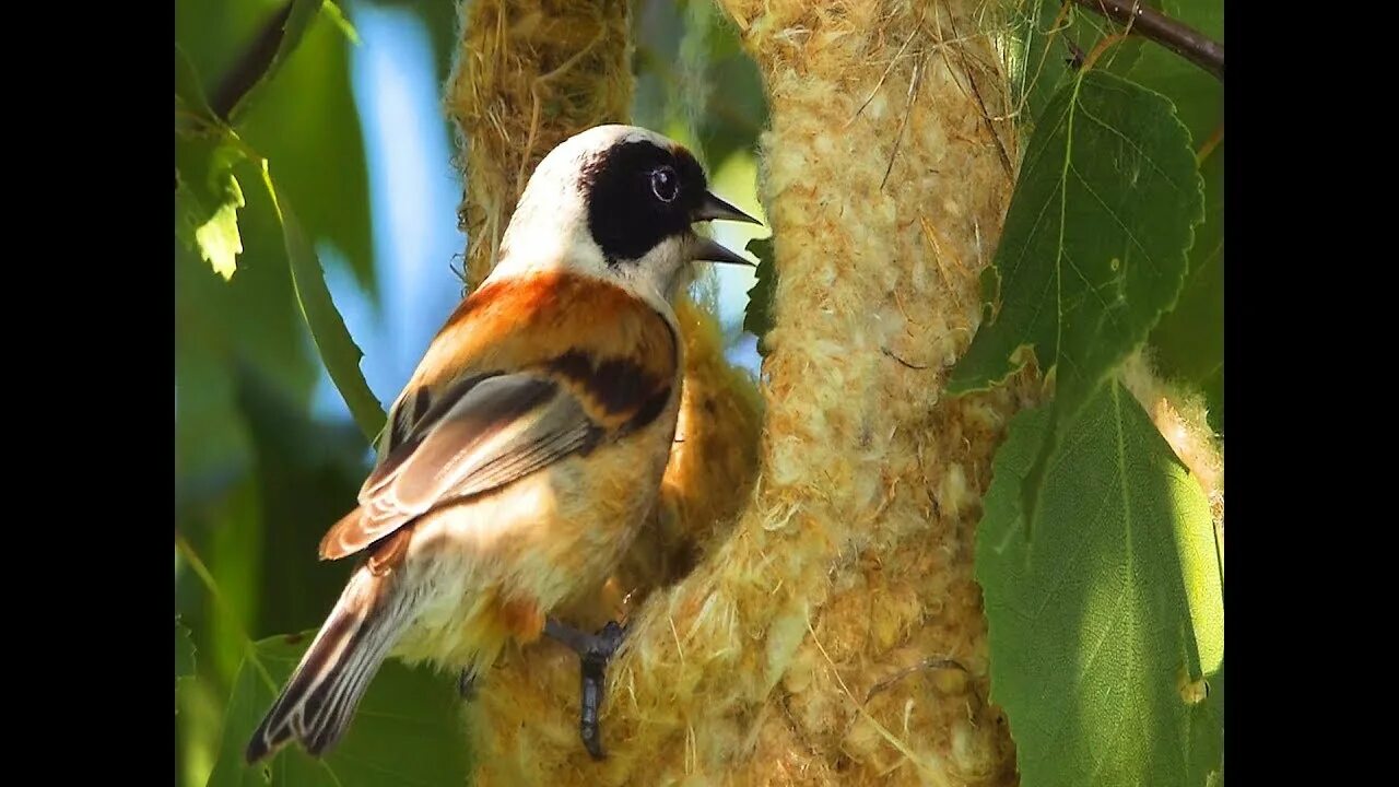 Ремез птица голос. Молодой ремез. Птица ремезы приступили к строительству гнезд в спб. Обыкновенный ремез. Ремез строит гнездо.