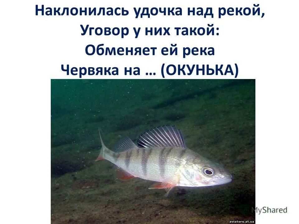 Кто такие о ни. Кто такие о ни