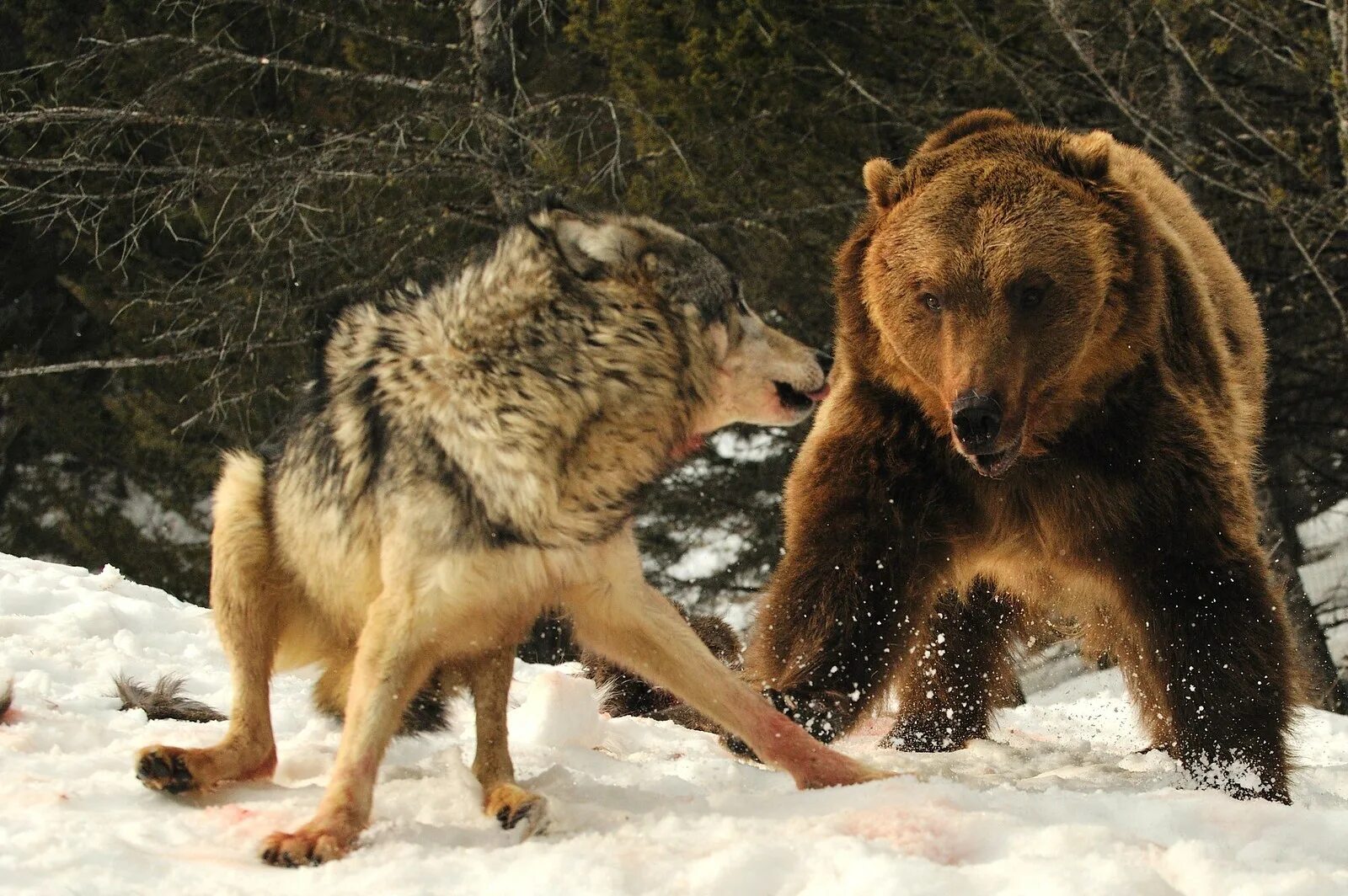 Сильная схватка. Медведь Гризли против Волков. Стая Волков против медведя. Волк в дикой природе.