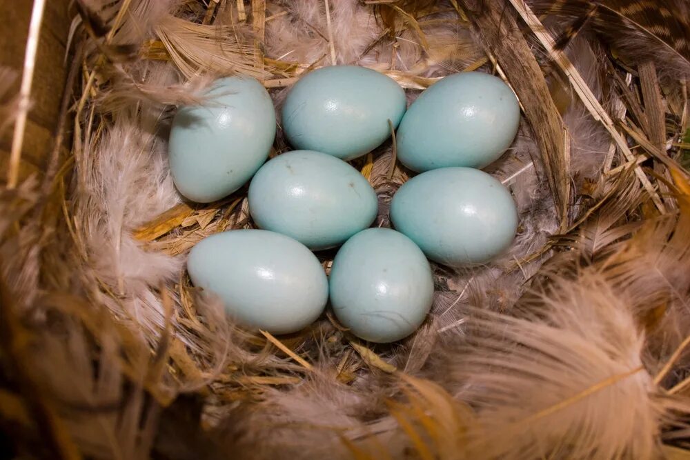 Яйца скворцов фото. Яйца скворца в гнезде. Птичка Каменка яйца и гнезда. Яйца каменки обыкновенной. Обыкновенный скворец яйца.