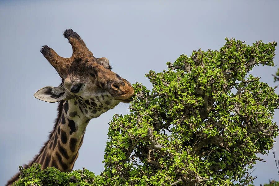 The giraffes usually eat from trees