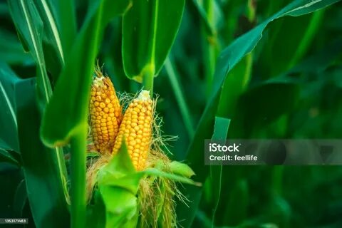 Порно түсіру процесі туралы бейне