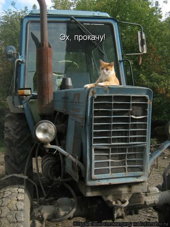 10 тракторов котэ. Приколы пртрактаристов. Смешной трактор. Кот на тракторе. Смешной тракторист.