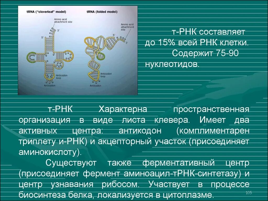 Для ТРНК характерно. Активные центры ТРНК.