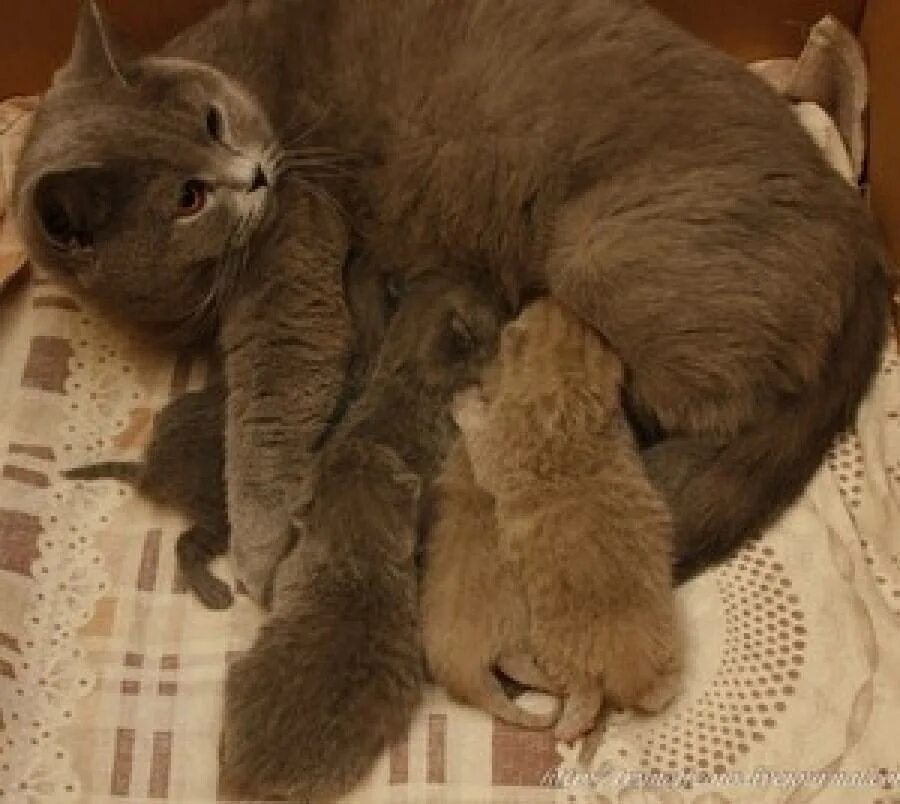 Когда у котят открываются глаза. Котята открывают глаза. открываются глаза у котят. котенок открыл глазки.