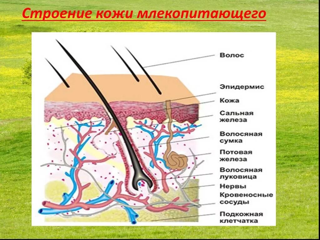 Где расположены корни волос потовые и сальные. Строение кожи млекопитающих. Строение кожи млекопит. Строение волосяного покроя. Строение волосяного Покрова.