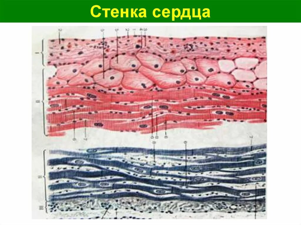 Миокард гистология. Волокна пуркинье препарат гистология. стенка миокарда гистология. клетки пуркинье гистология сердце. сердце быка волокна пуркинье гистология.