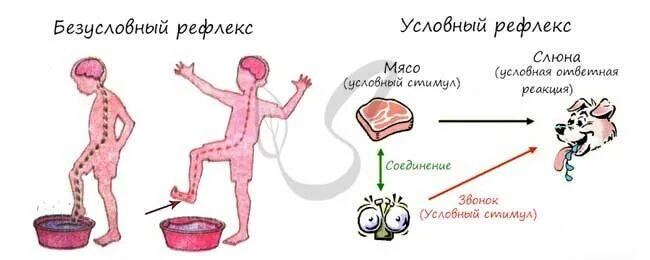 Условный и безусловный рефлекс рисунок. Условные рефлексы у человека. Условные и безусловные рефлексы. Примеры безусловных рефлексов у человека.