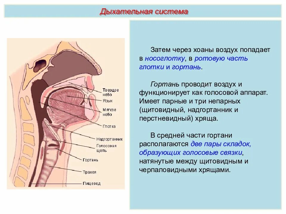 Строение глотки сбоку. Строение глотки вид сбоку. Структуры дыхательной системы гортань. Глотка надгортанник гортань.