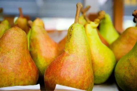 Груша сварог отзывы