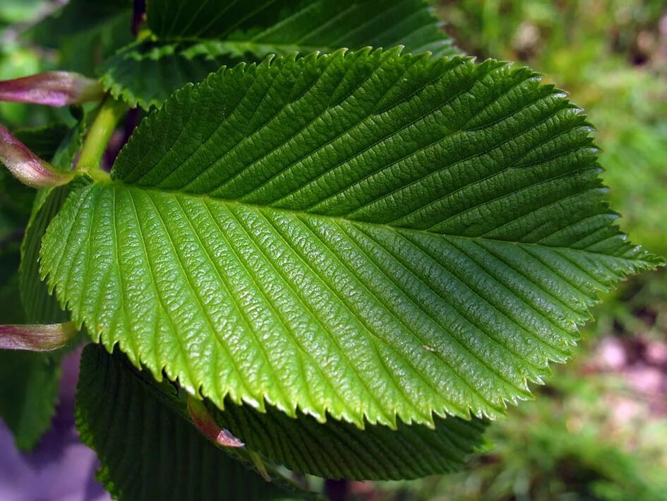 Придорожный листья. Вяз гладкий (Ulmus laevis). Ulmus glabra вяз. Вяз шершавый (Ulmus glabra). Вяз Ильм карагач.