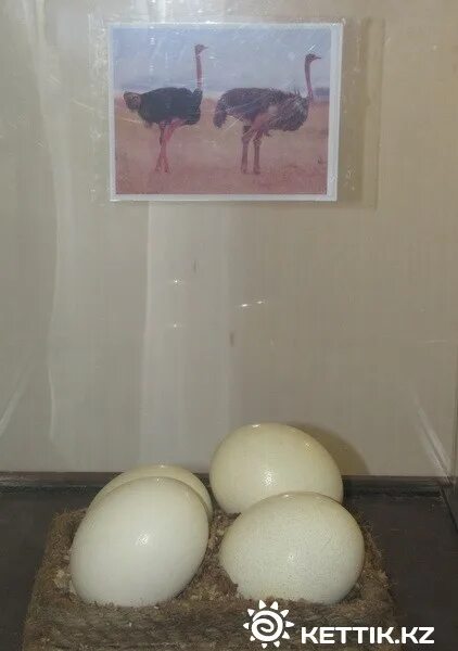 Почему яйца висят. Помидоры яйцо страуса. Как сделать висячие яйца.