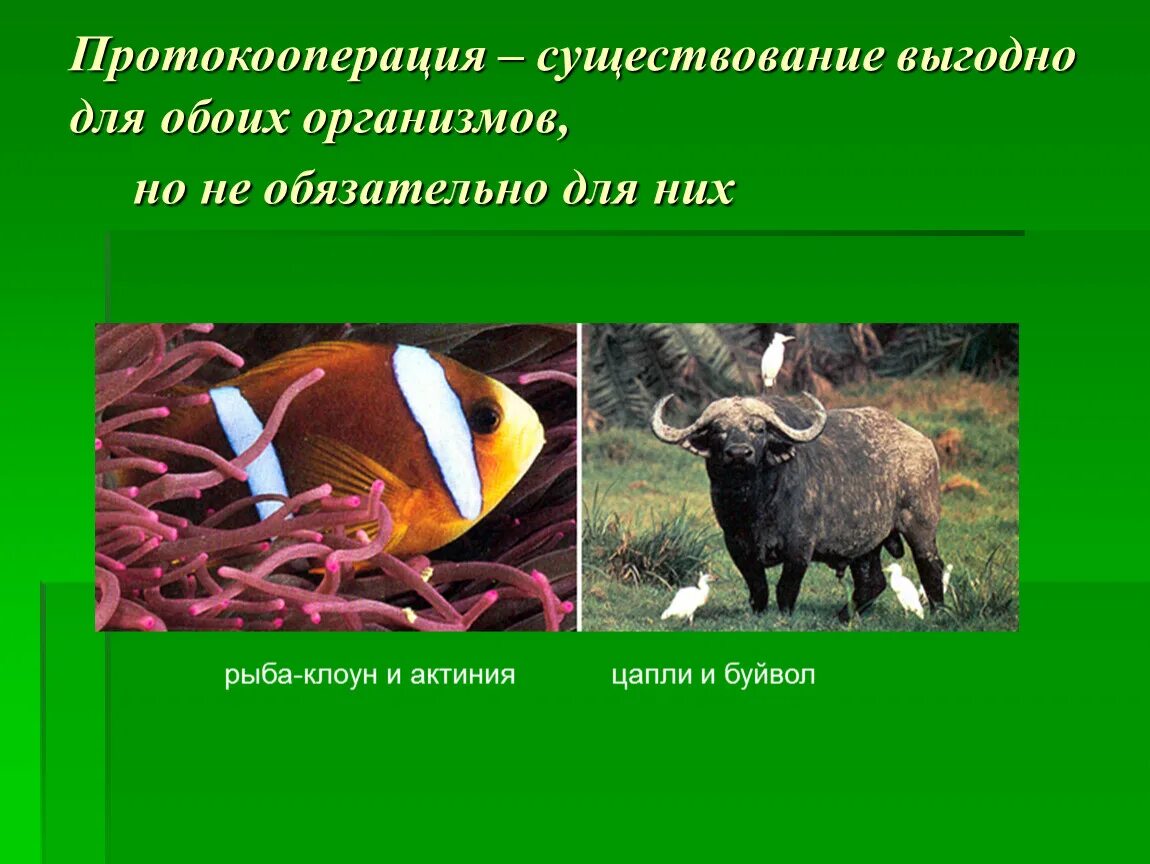 Типы взаимодействия видов комменсализм примеры. Примеры экологических взаимоотношений комменсализм. Комменсализм примеры. Отношения вредные для обоих организмов