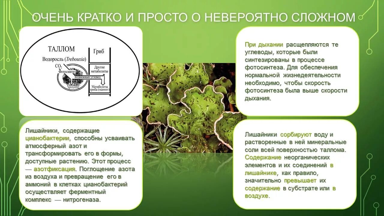 Цианобактерии встречаются в составе лишайников. Дыхание лишайников. Как дышат лишайники. Дыхание лишайников 5 класс. Как дышат лишайники кратко.