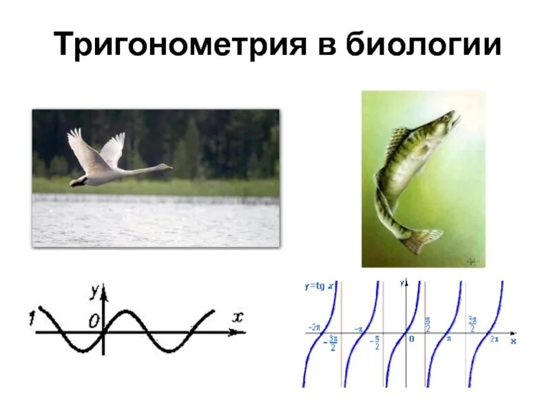 Движение рыб в воде. Движение рыб в воде тригонометрия. Движение рыб по закону синуса. Траектория рыбы. Передвижение рыб в воде